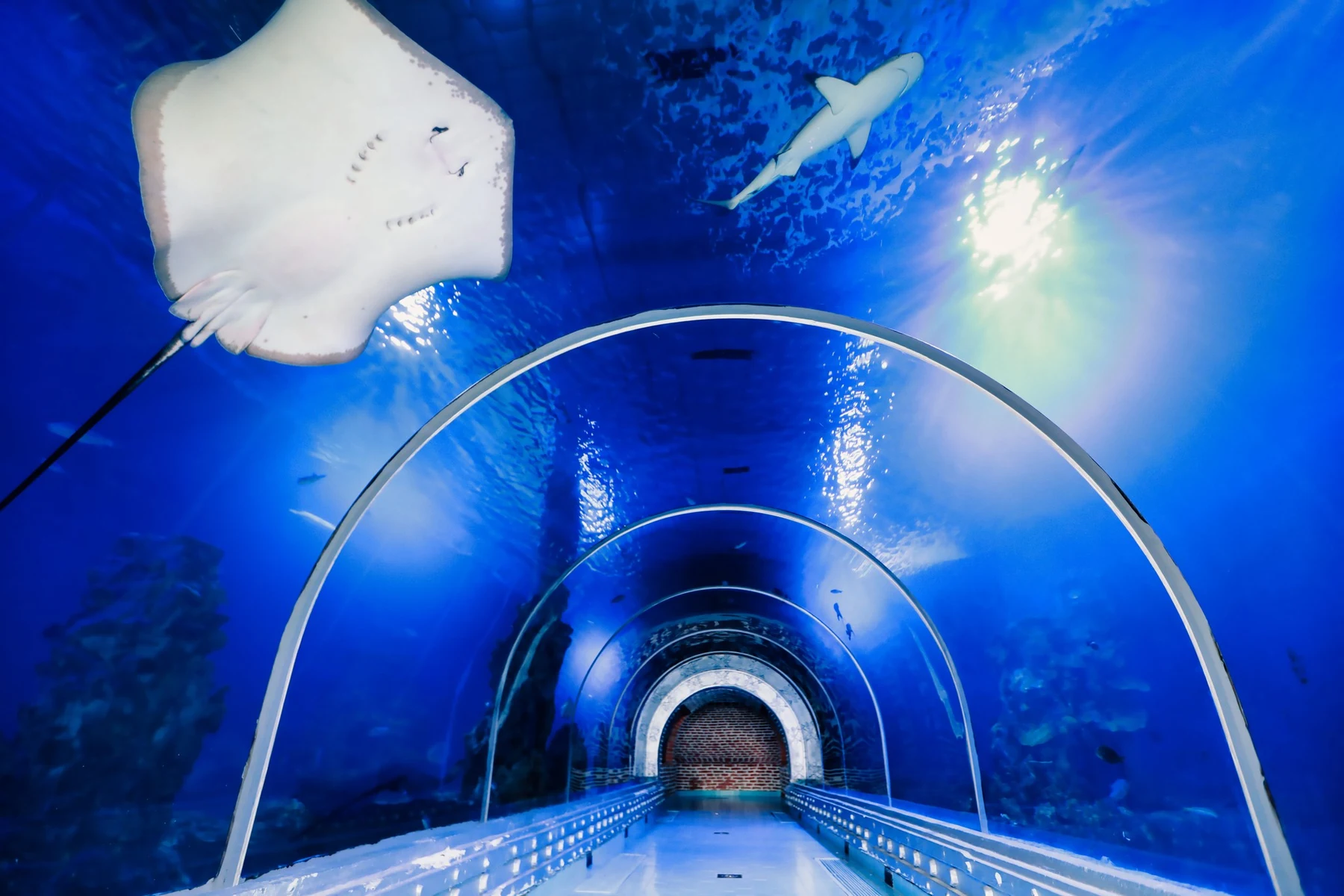 Blue aquarium tunnel